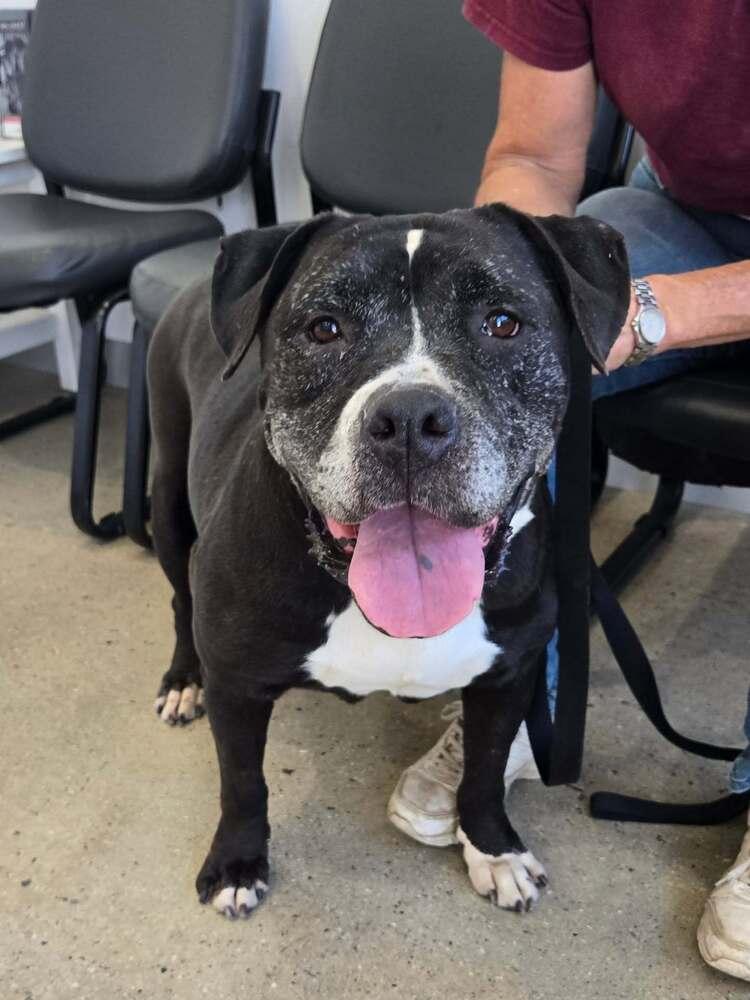 Enlarge cierra, a Adoptable mixed breed in sylmar, CA image 2/3