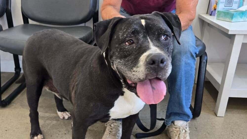 Enlarge cierra, a Adoptable mixed breed in sylmar, CA image 3/3