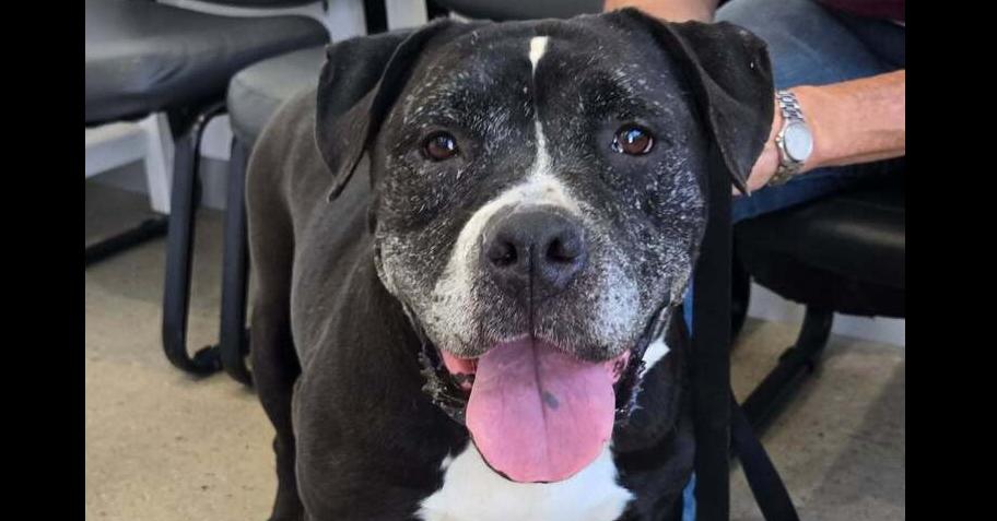 Enlarge Cierra, a Adoptable mixed breed in sylmar, CA image 3/3