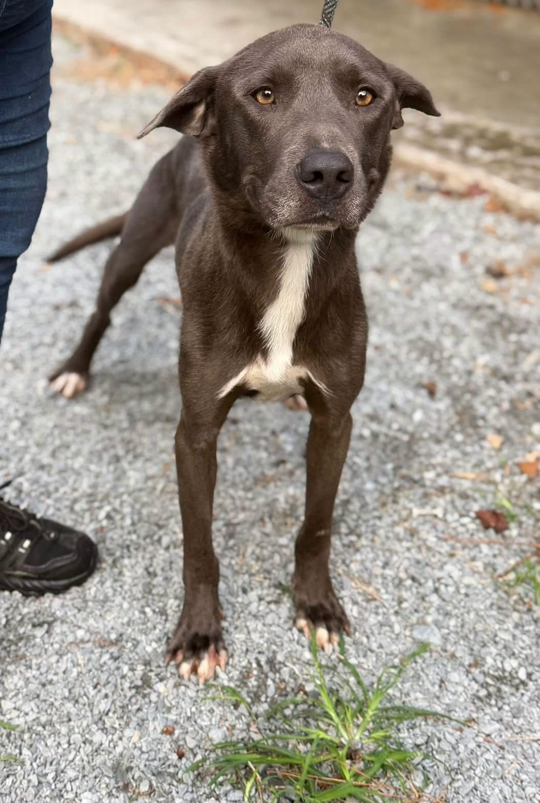 Justice, Adoptable, Adult Male Labrador Retriever.