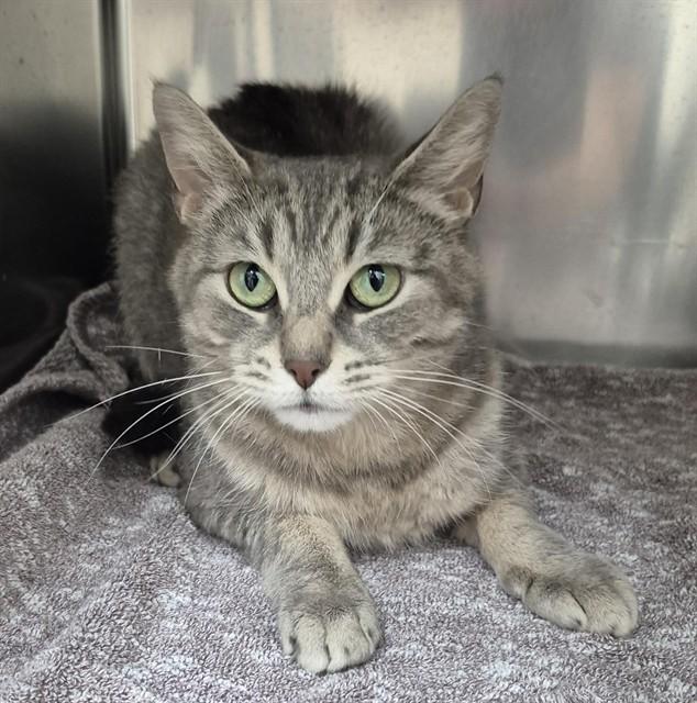 TABITHA, Adoptable, Young Female Domestic Short Hair.