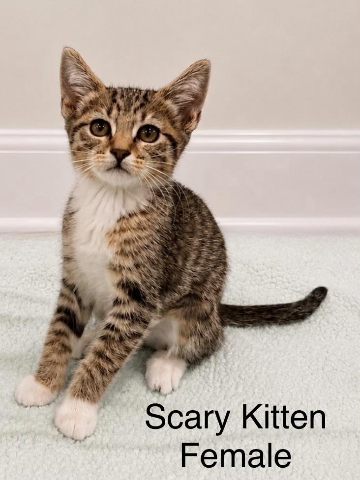 Enlarge Scary Kitten , a ADOPTABLE Tabby in Oakley, CA image 1/1