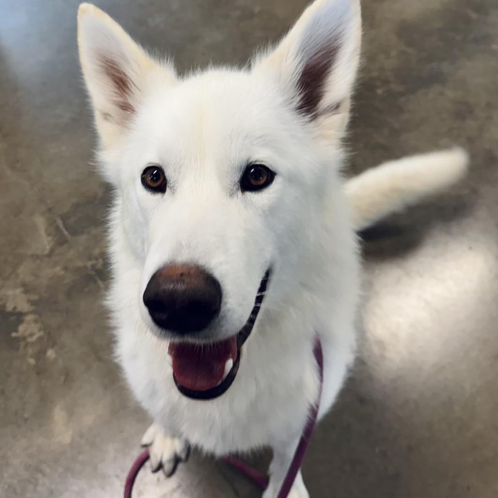 Ronnie, Adoptable, Adult Female Husky & Shepherd.