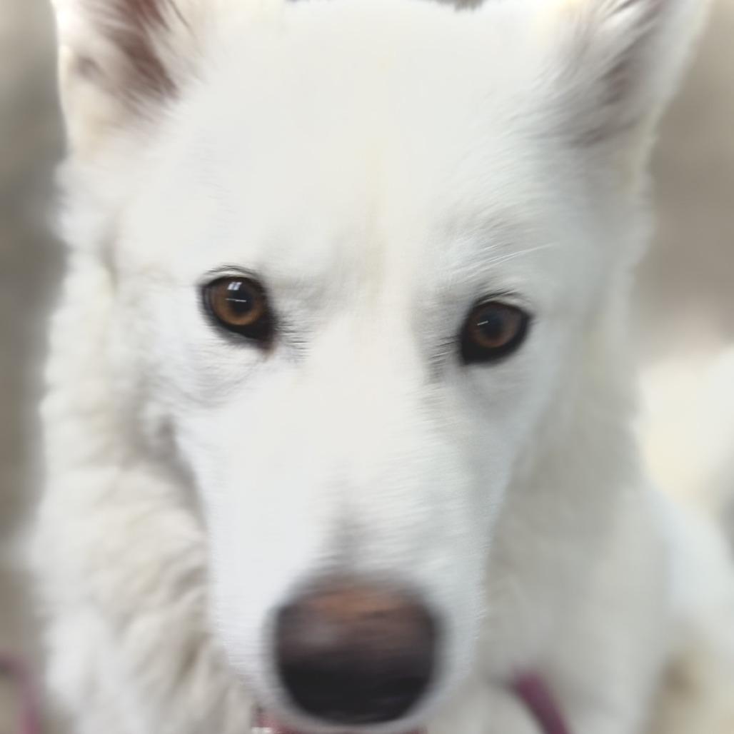 Enlarge Ronnie, a Adoptable mixed breed in Rock Falls, IL image 2/3