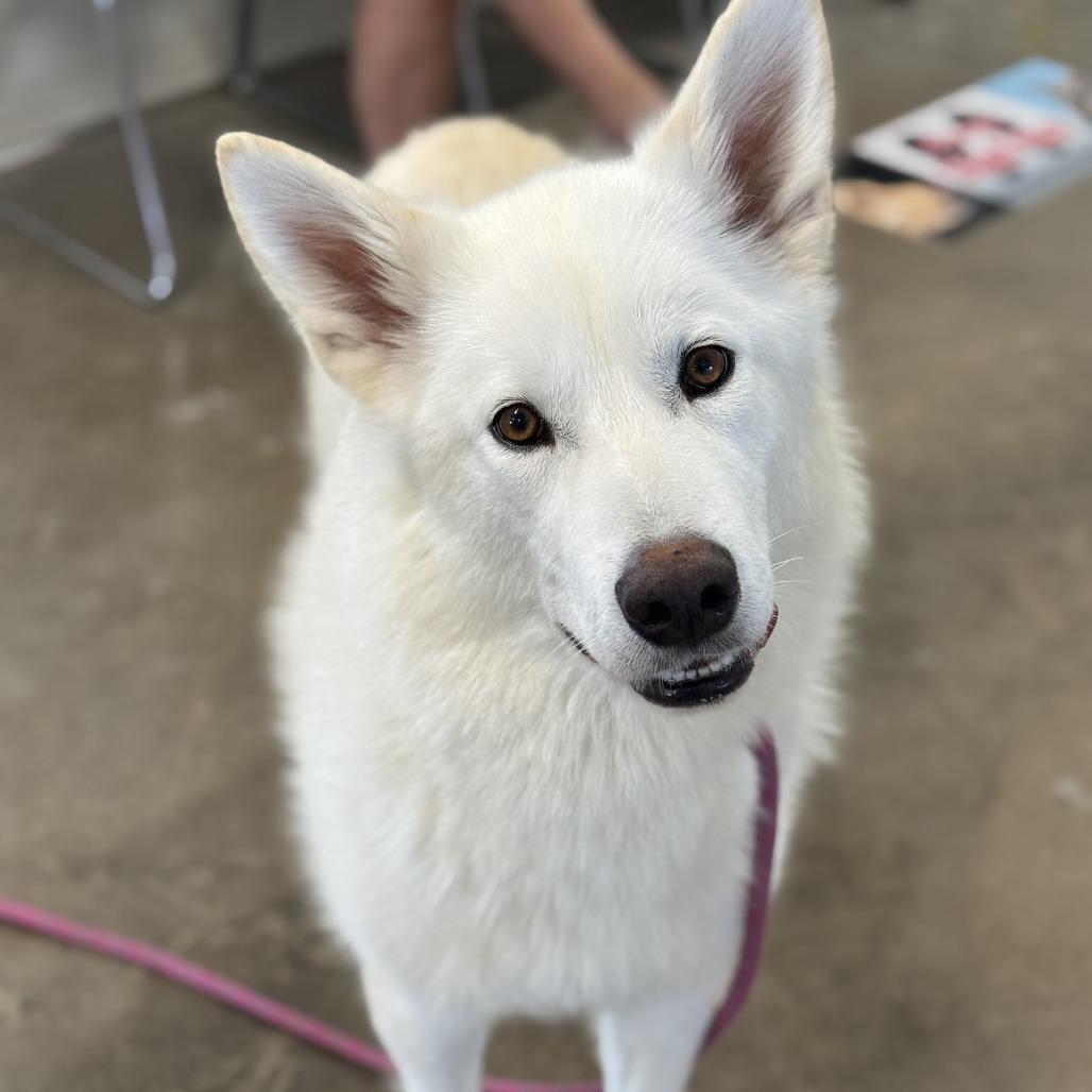 Enlarge Ronnie, a Adoptable mixed breed in Rock Falls, IL image 3/3