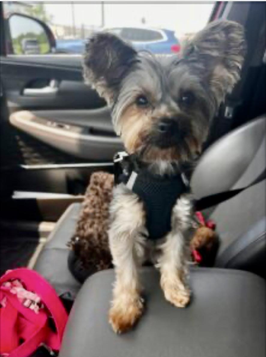 Enlarge Ariana Grande, a ADOPTABLE Yorkshire Terrier in Manassas, VA image 1/1