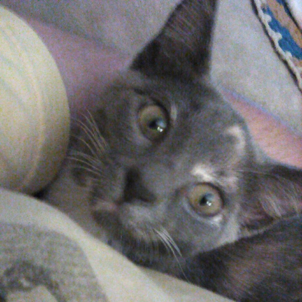 Tuna Turner, Adoptable, Young Female Domestic Short Hair.