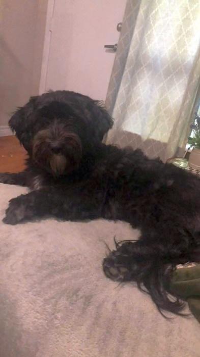 Enlarge Sophie - COURTESY POST, a ADOPTABLE mixed breed in Bancroft, ON image 3/4