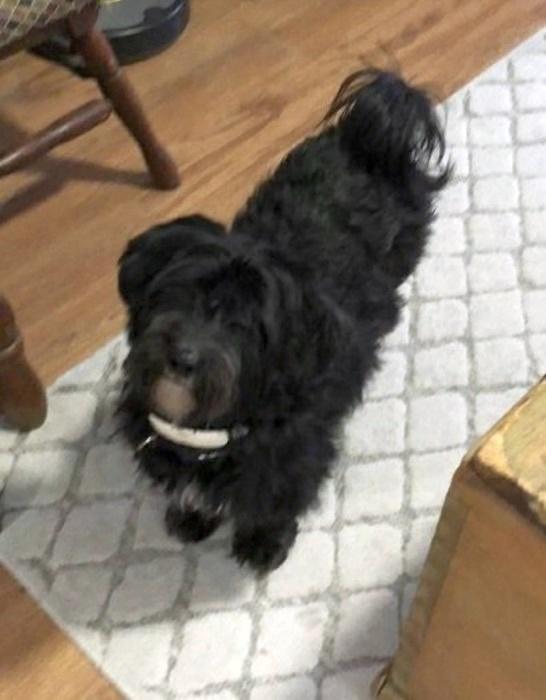 Enlarge Sophie - COURTESY POST, a ADOPTABLE mixed breed in Bancroft, ON image 2/4