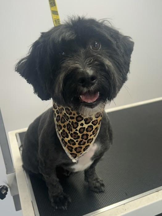 Sophie - COURTESY POST, ADOPTABLE, Adult Female Shih Tzu & Poodle.