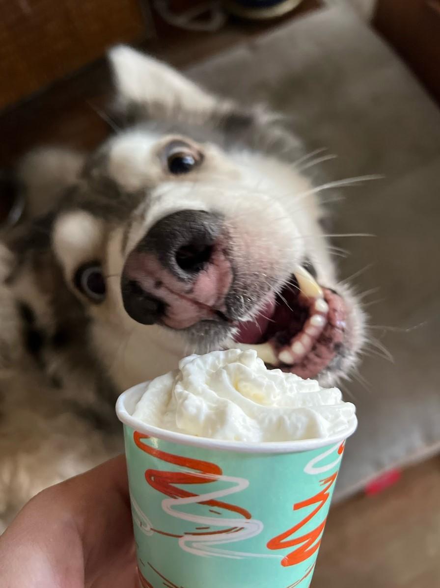 Sasha, adoptable, Young Female Alaskan Malamute & Husky.