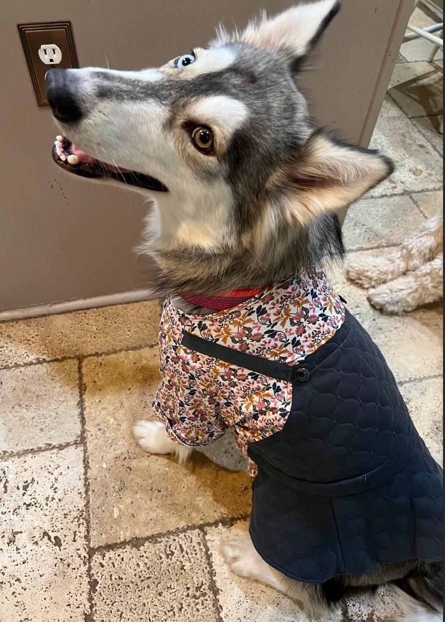 Enlarge Sasha, an adoptable mixed breed in Ontario, OR image 3/6