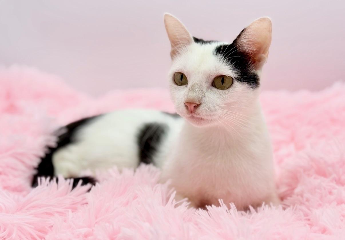 Enlarge Diet Pepsi, a Adoptable Domestic Short Hair in Covington, LA image 6/6