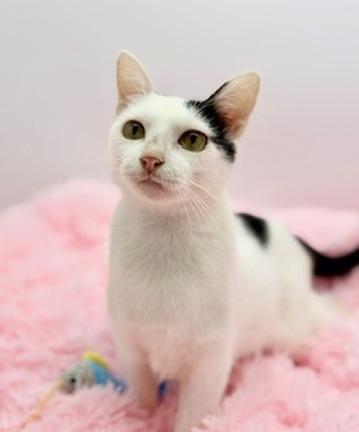 Enlarge Diet Pepsi, a Adoptable Domestic Short Hair in Covington, LA image 3/6