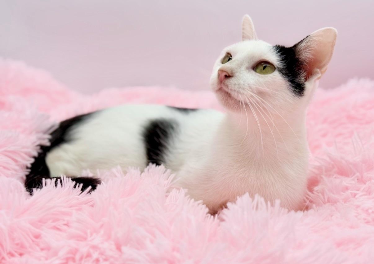 Enlarge Diet Pepsi, a Adoptable Domestic Short Hair in Covington, LA image 1/6