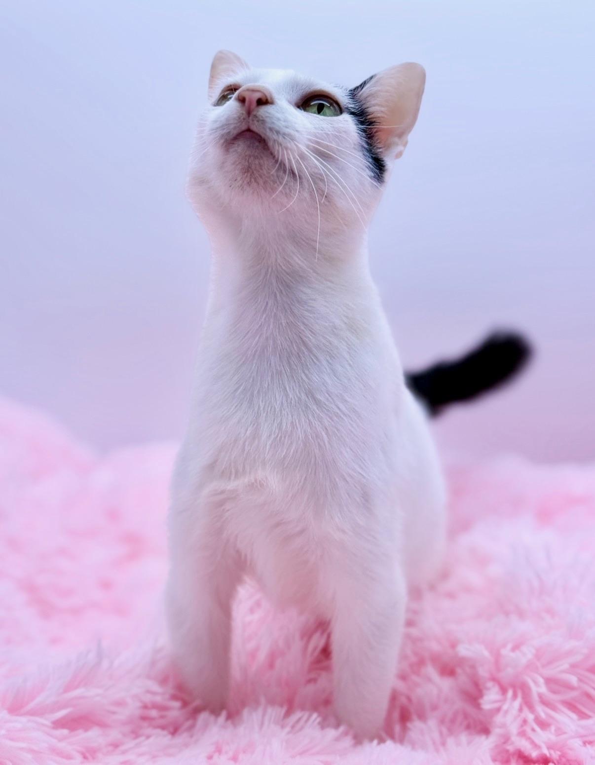 Enlarge Diet Pepsi, a Adoptable Domestic Short Hair in Covington, LA image 4/6