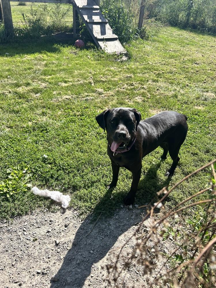 Lilith, Adoptable, Young Female Rottweiler & Labrador Retriever.