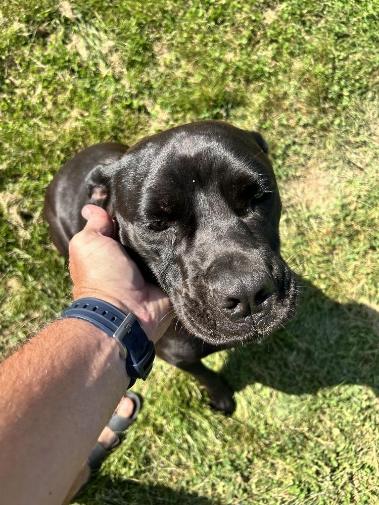 Enlarge Lilith, a Adoptable mixed breed in Deerfield, MI image 2/5