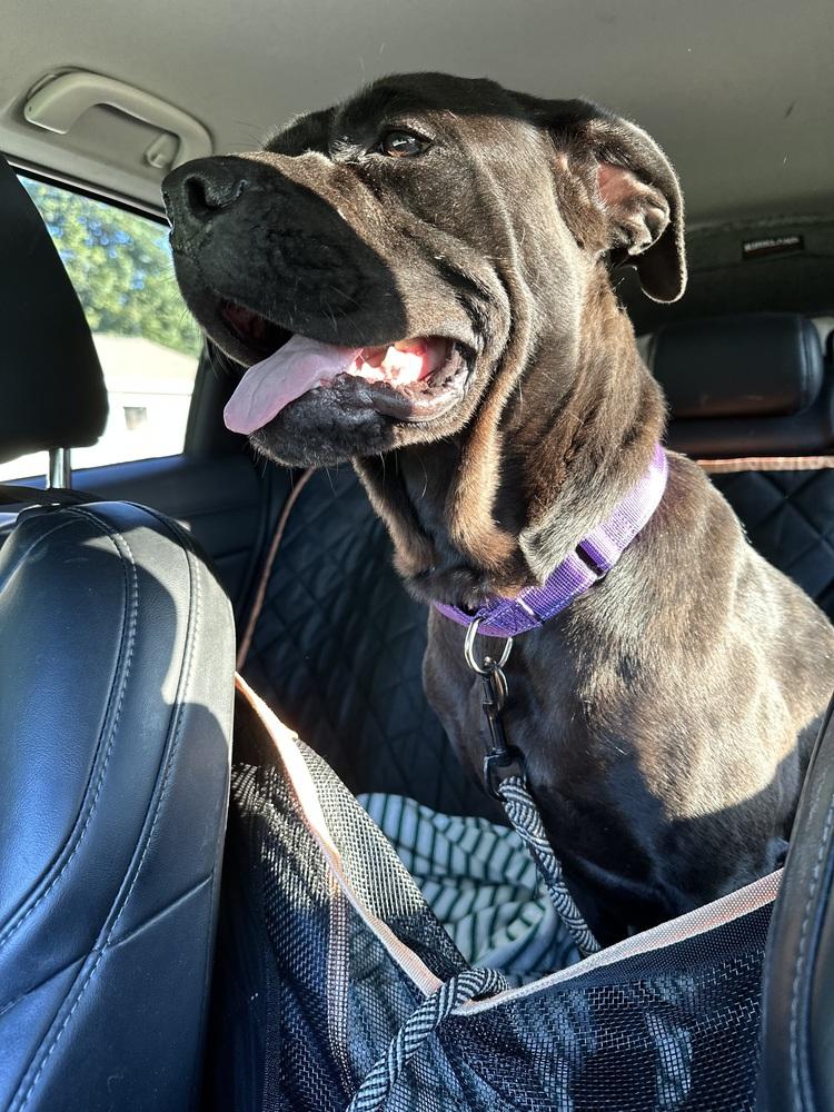 Enlarge Lilith, a Adoptable mixed breed in Deerfield, MI image 3/5