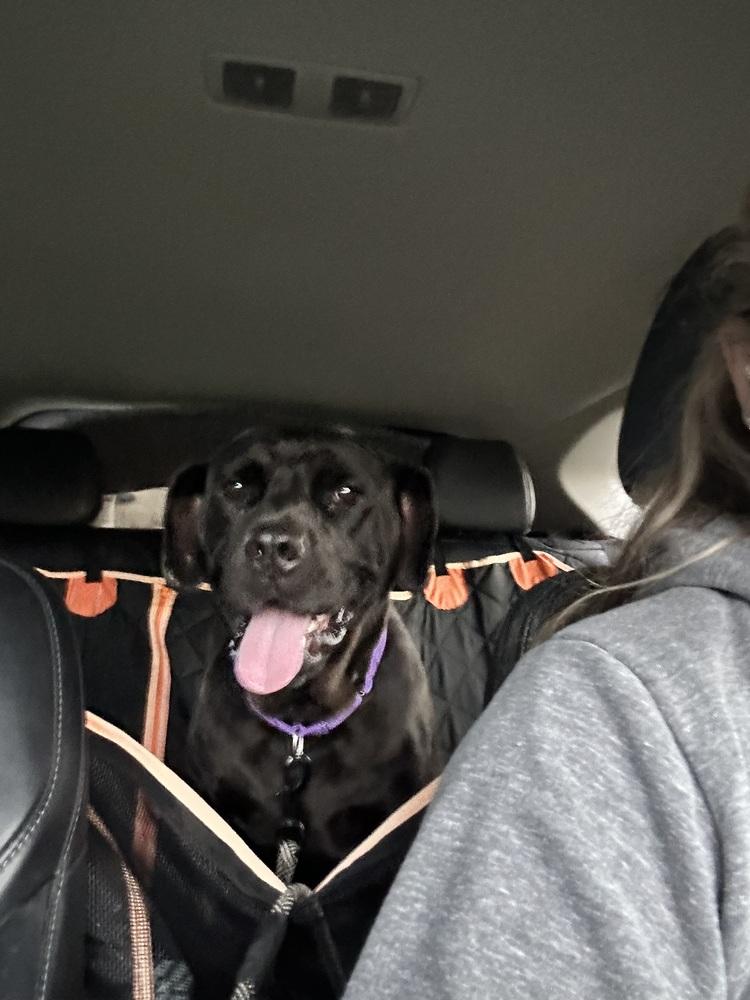 Enlarge Lilith, a Adoptable mixed breed in Deerfield, MI image 4/5