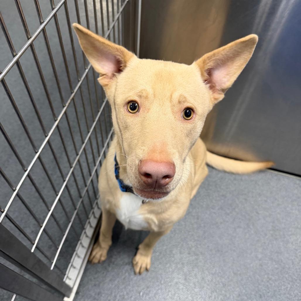 Bo, Adoptable, Young Male Shepherd.