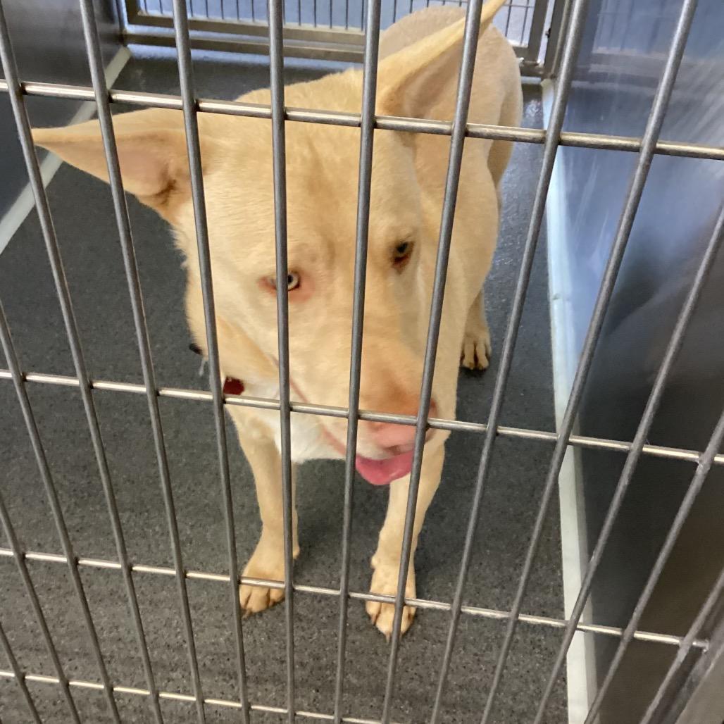 Bo, a Adoptable Shepherd in Montgomery, AL image 2/3