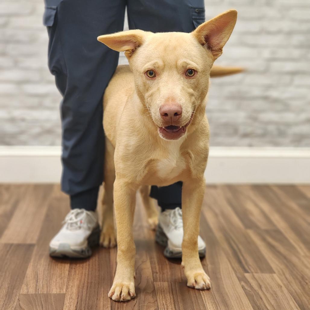 Bo, a Adoptable Shepherd in Montgomery, AL image 3/3