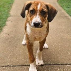 Enlarge Lisabeth, a Adoptable Hound in Shelby, NC image 1/4