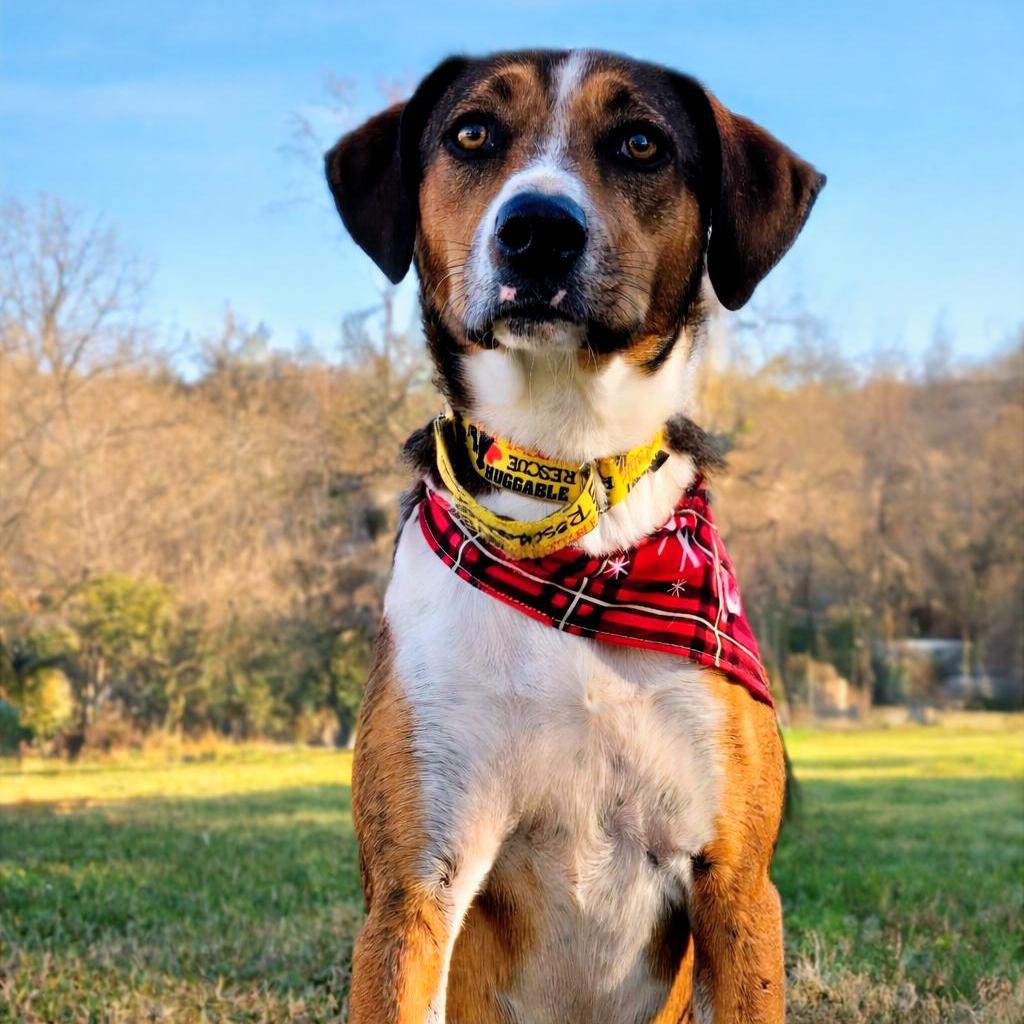 Enlarge Lisabeth, a Adoptable Hound in Shelby, NC image 2/4