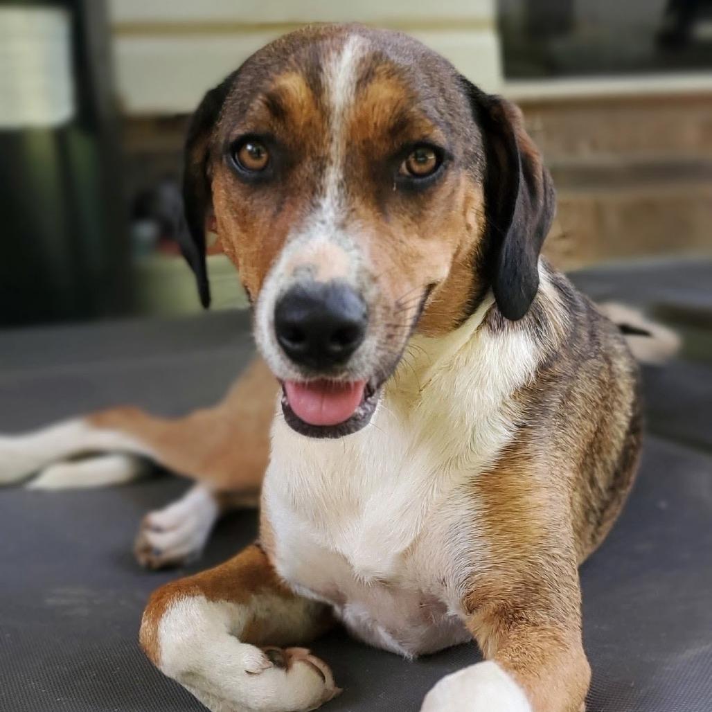 Enlarge Lisabeth, a Adoptable Hound in Shelby, NC image 3/4