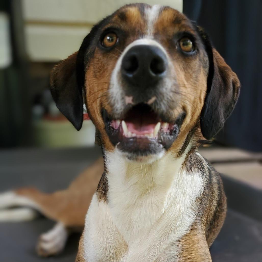 Enlarge Lisabeth, a Adoptable Hound in Shelby, NC image 4/4