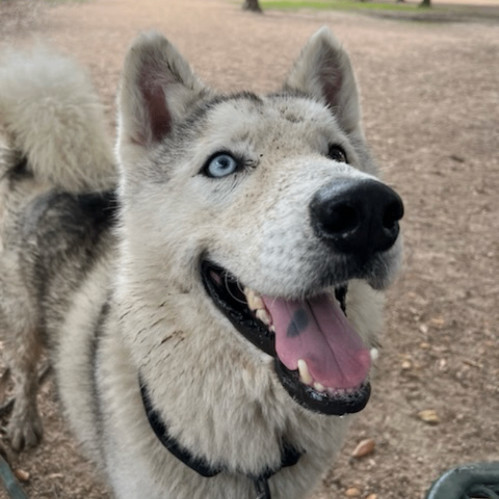 Coco 2, a Adoptable Siberian Husky in Downers Grove, IL image 1/6