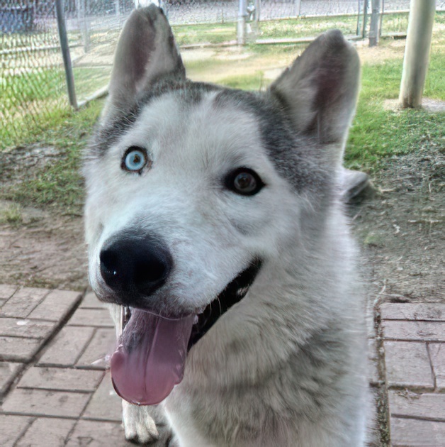 Coco 2, a Adoptable Siberian Husky in Downers Grove, IL image 3/6