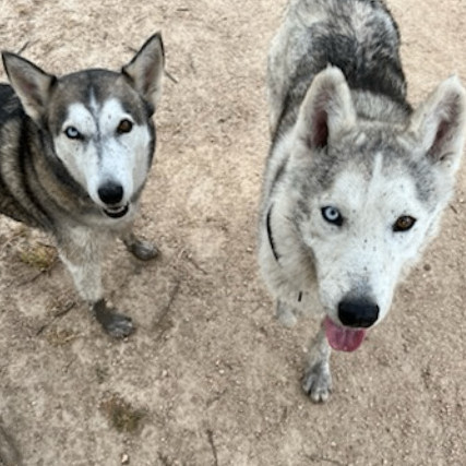 Coco 2, a Adoptable Siberian Husky in Downers Grove, IL image 5/6