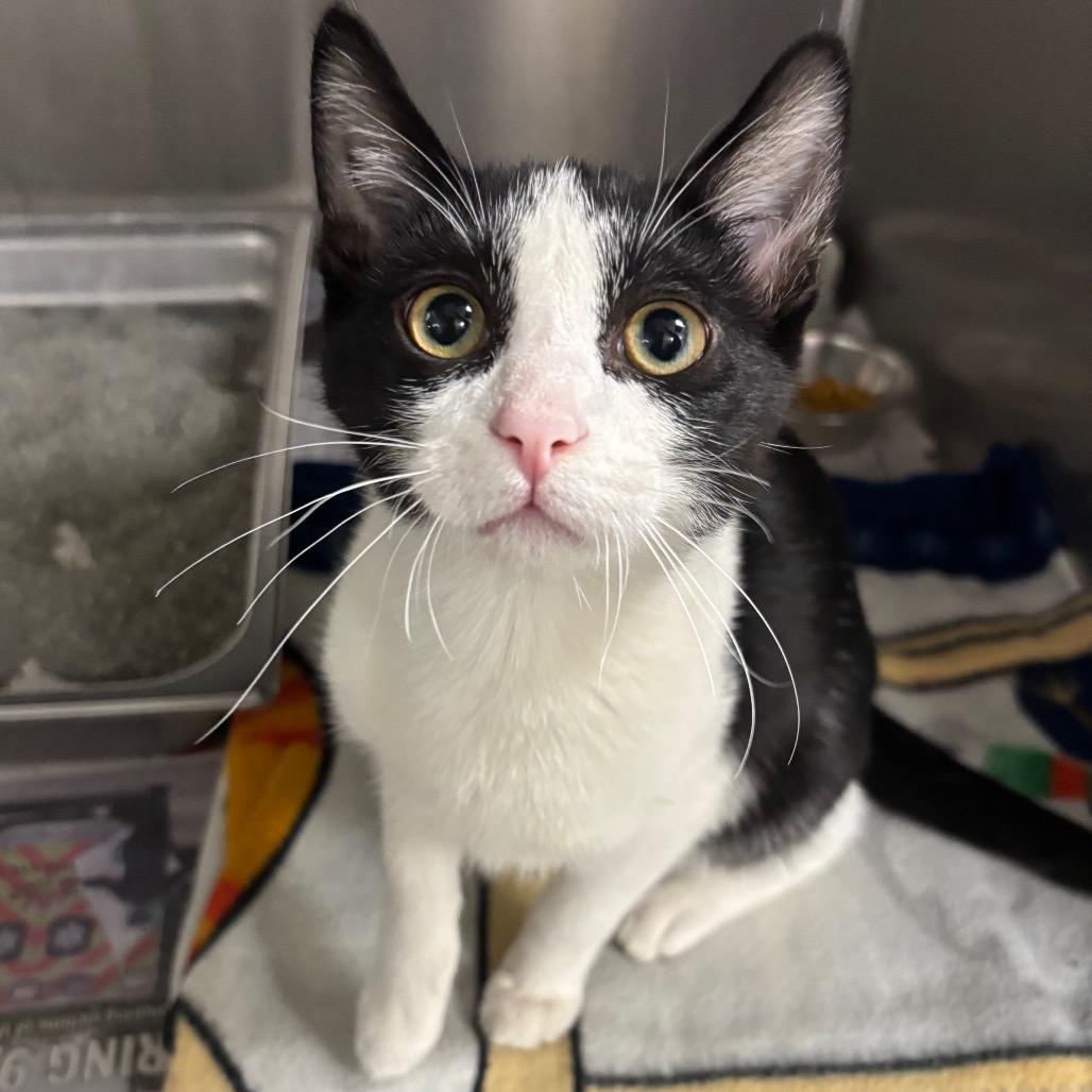 Enlarge Khaos, a Adoptable Domestic Short Hair in DeKalb, IL image 1/2