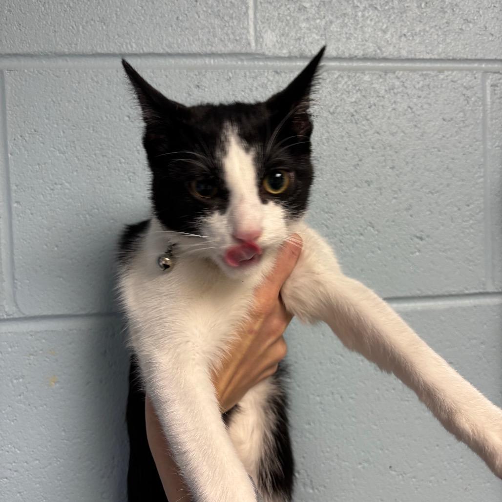 Enlarge Khaos, a Adoptable Domestic Short Hair in DeKalb, IL image 2/2