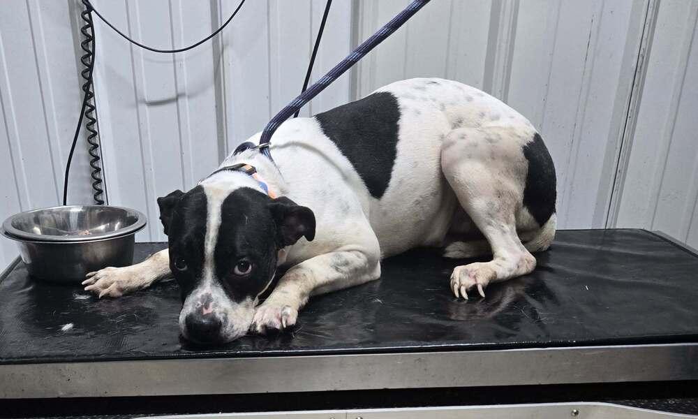 Sadie, Adoptable, Young Female Boxer.