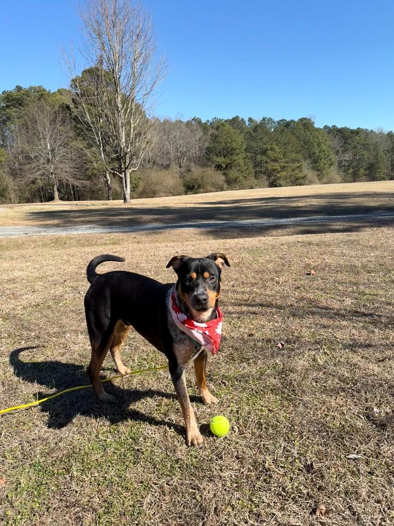 Sweet Prince of Floyd, Adoptable, Young Male Mixed Breed.