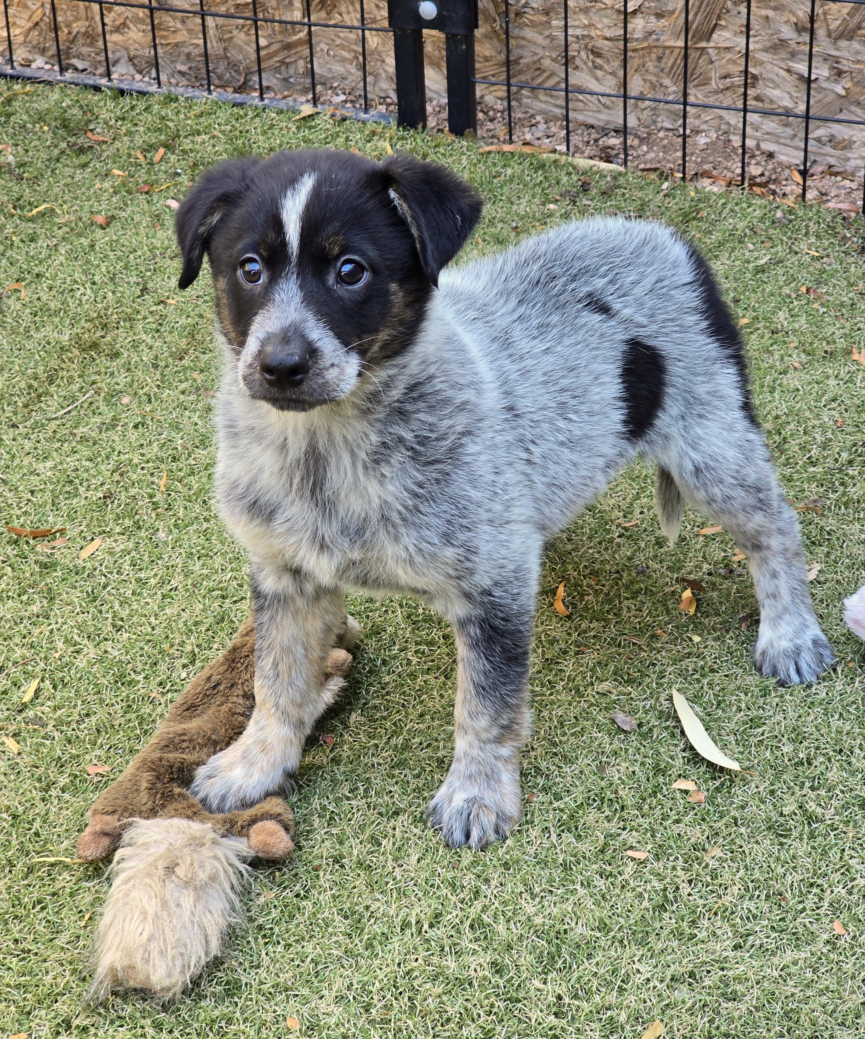 Enlarge Azure, an adopted mixed breed in Apache Junction, AZ image 1/5