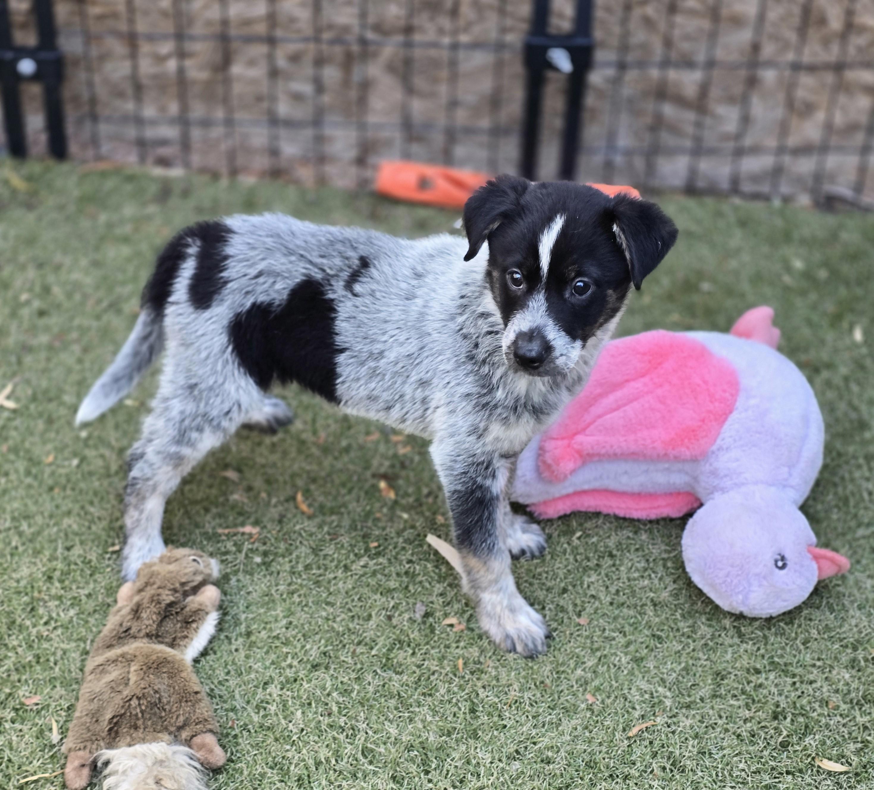 Enlarge Azure, an adopted mixed breed in Apache Junction, AZ image 2/5