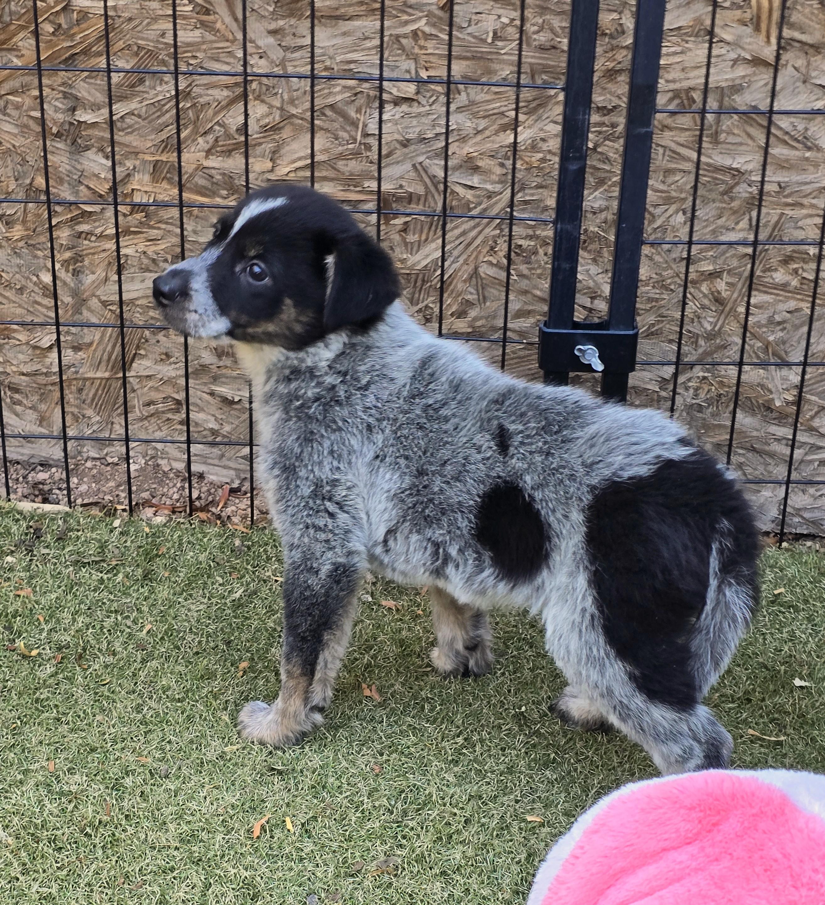 Enlarge Azure, an adopted mixed breed in Apache Junction, AZ image 5/5