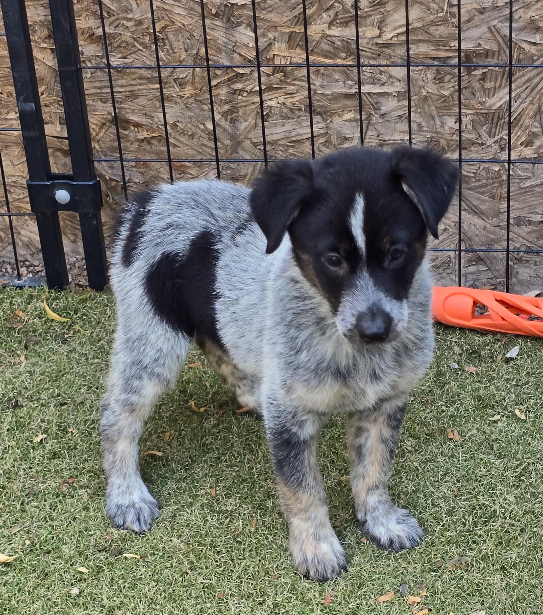 Enlarge Azure, an adopted mixed breed in Apache Junction, AZ image 4/5