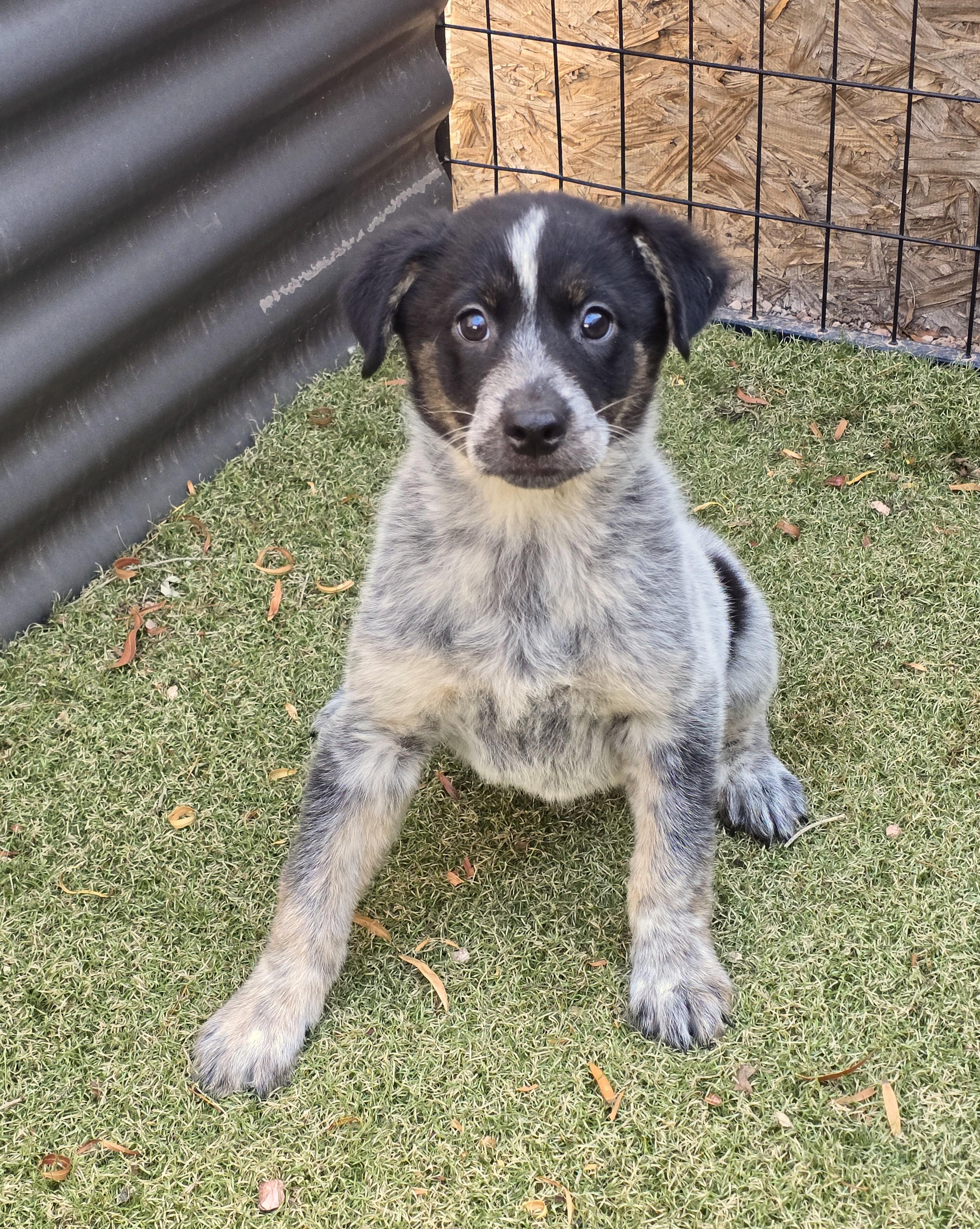 Enlarge Azure, an adopted mixed breed in Apache Junction, AZ image 3/5
