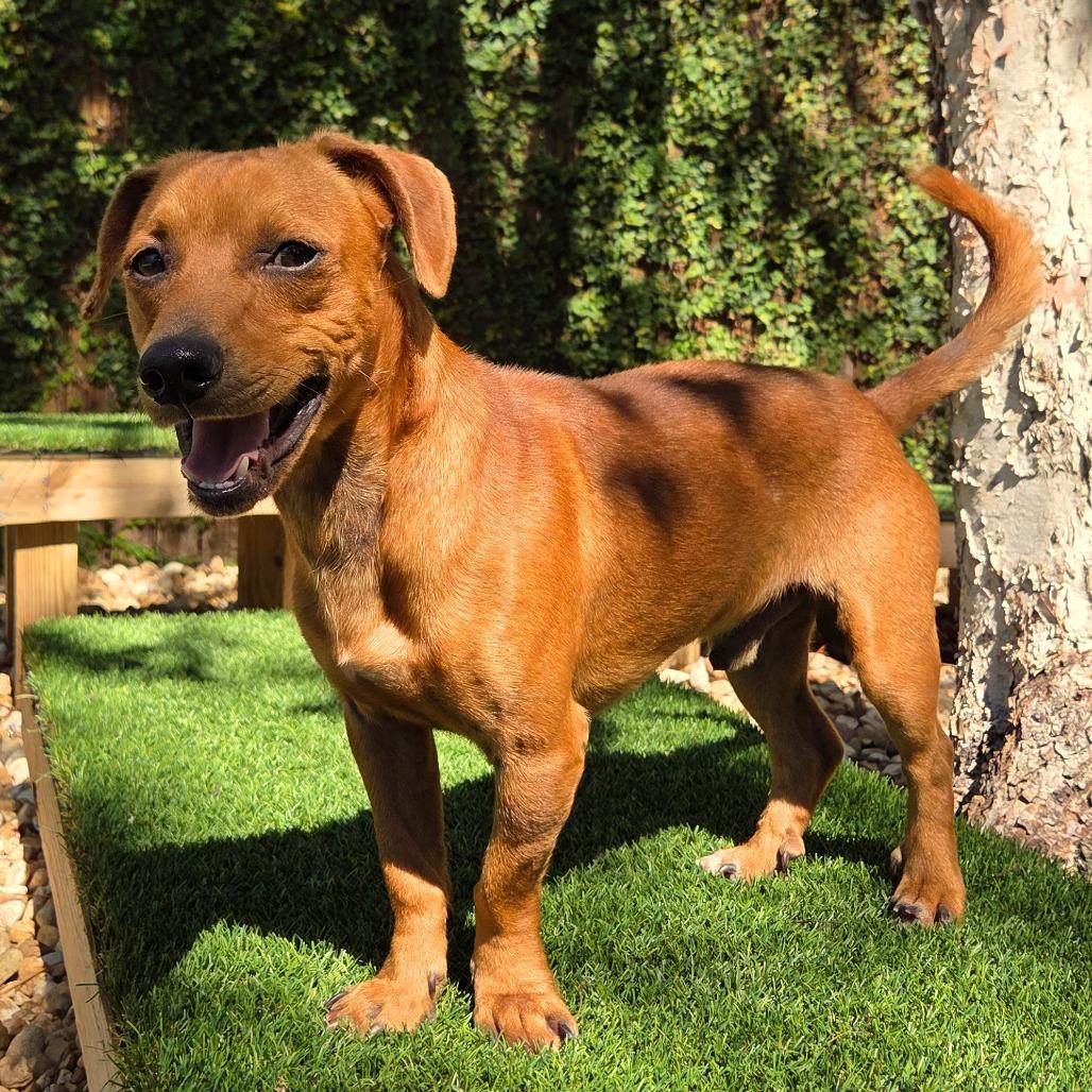 Enlarge Fred, a Adoptable Mixed Breed in Jacksonville Beach, FL image 1/5