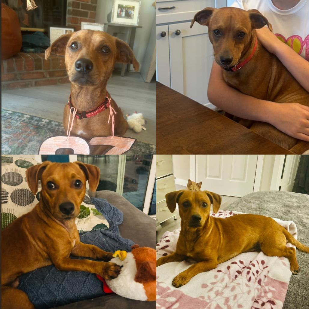 Enlarge Fred, a Adoptable Mixed Breed in Jacksonville Beach, FL image 2/5