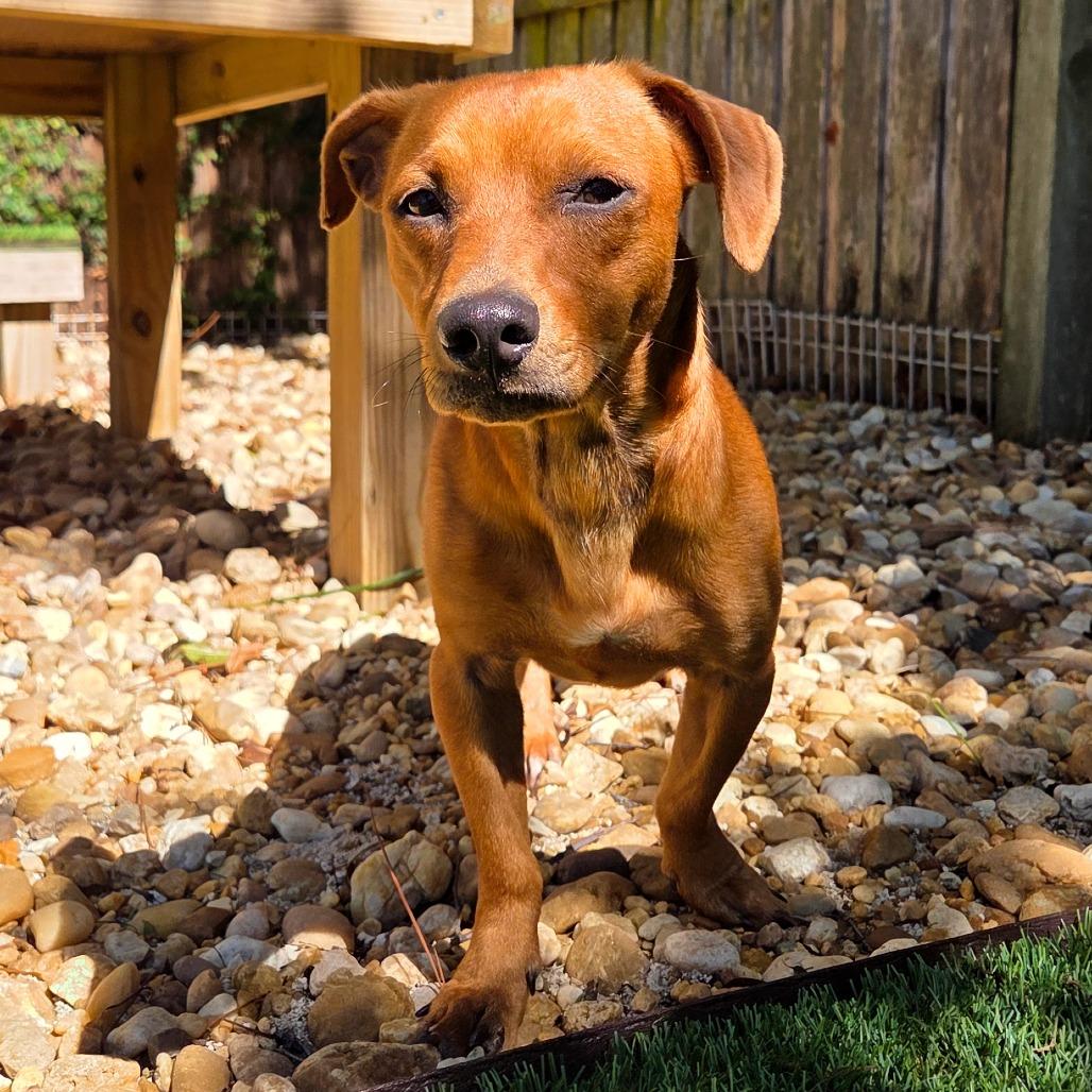 Enlarge Fred, a Adoptable Mixed Breed in Jacksonville Beach, FL image 3/5
