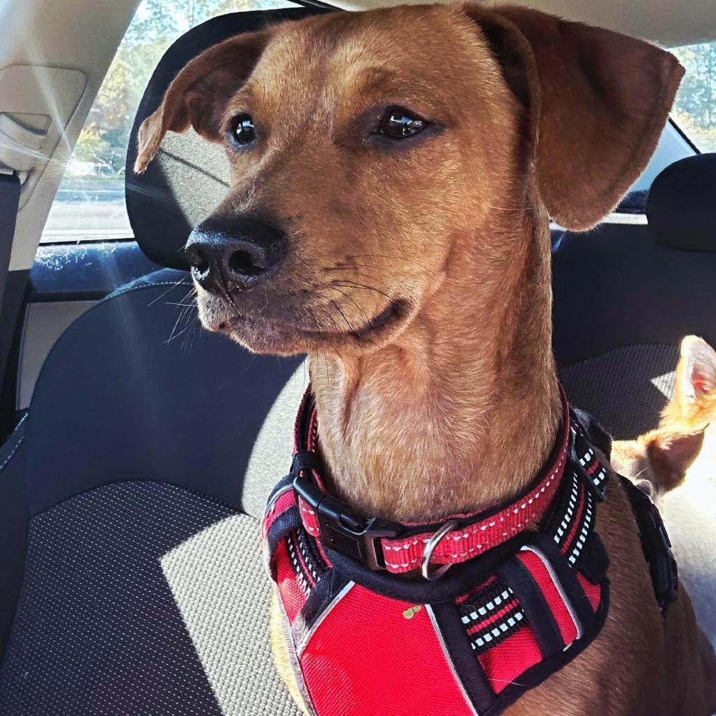 Enlarge Fred, a Adoptable Mixed Breed in Jacksonville Beach, FL image 4/5