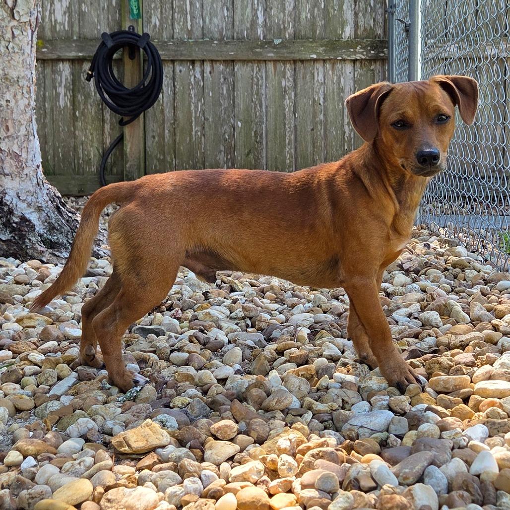 Enlarge Fred, a Adoptable Mixed Breed in Jacksonville Beach, FL image 5/5