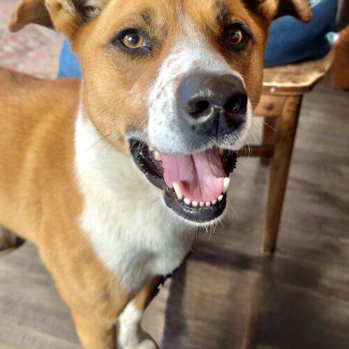 Anna, Adoptable, Young Female Cattle Dog & Mixed Breed.