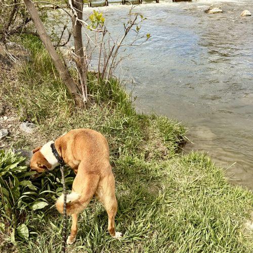Anna, Adoptable, Young Female Cattle Dog & Mixed Breed.